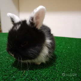 Cuccioli Ariangola nano