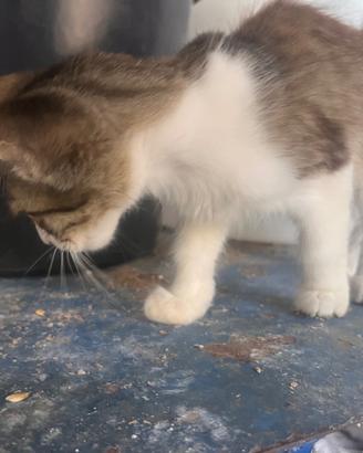Gattina