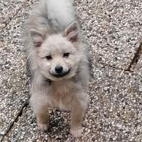 Volpino nano maschietto