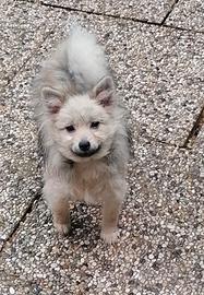 Volpino nano maschietto