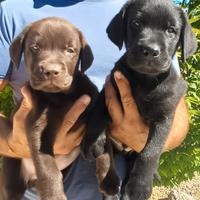 Labrador cuccioli