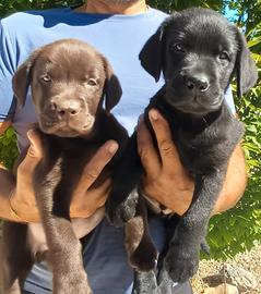Labrador cuccioli