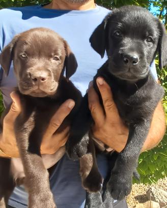 Labrador cuccioli