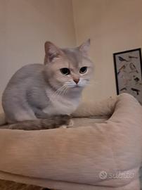 British femmina lilac crema 3anni con pedigree