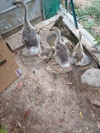 Cuccioli di oche cignoidi