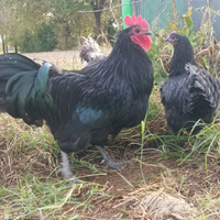 Australorp Nero e Blu Orlato