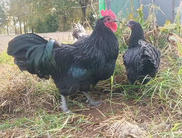 Australorp Nero e Blu Orlato