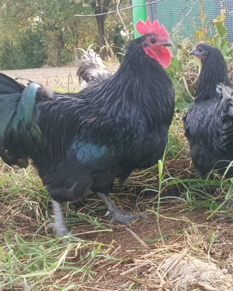 Australorp Nero e Blu Orlato