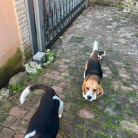 Regaliamo cuccioli di Beagle