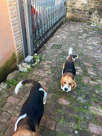 Regaliamo cuccioli di Beagle