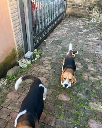 Regaliamo cuccioli di Beagle