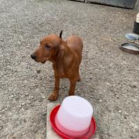 Cuccioli di segugio italiano