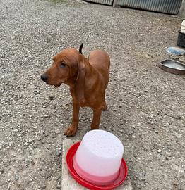 Cuccioli di segugio italiano