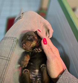 Bassotte choco femmine