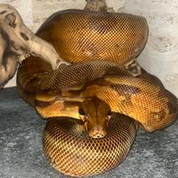 Boa constrictor imperator