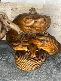 Boa constrictor imperator