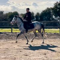 Cavalli doppia pony femmina