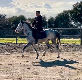 Cavalli doppia pony femmina