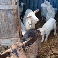 3 capre e 3 capretti