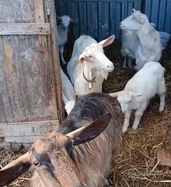 3 capre e 3 capretti