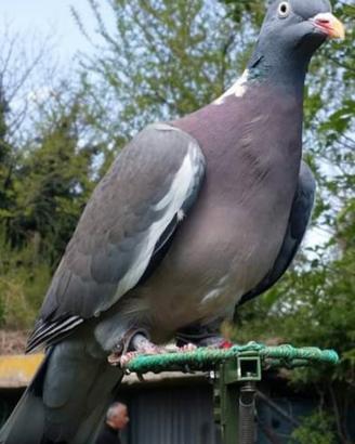 Colombacci ,piccioni, ibridi