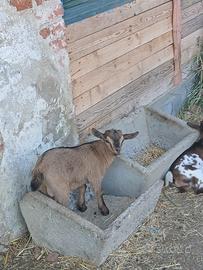 Animali