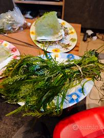 piante acquario  mix