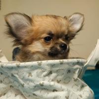 Chihuahua femminuccia pelo lungo