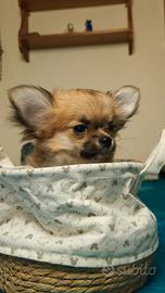 Chihuahua femminuccia pelo lungo