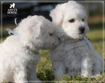 Adorabili Cuccioli di Barboncino Toy