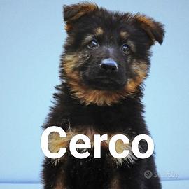 Cucciolo maschio pastore tedesco