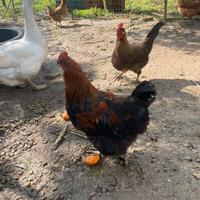 Galli di Marans e Livornese Selvatico Oro