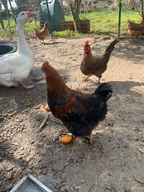 Galli di Marans e Livornese Selvatico Oro