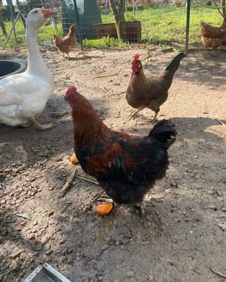 Galli di Marans e Livornese Selvatico Oro