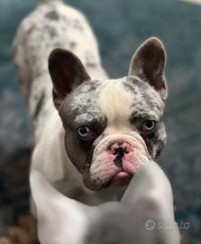 BULLDOG FRANCESE BLU MERLE per monta