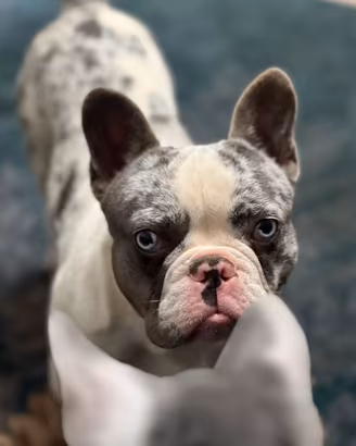 BULLDOG FRANCESE BLU MERLE per monta
