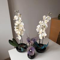 Orchidee finte
