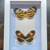 Quadro Tassidermia Farfalle 