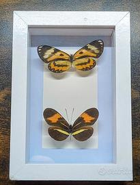 Quadro Tassidermia Farfalle 