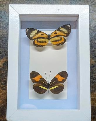 Quadro Tassidermia Farfalle 