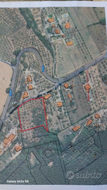 Uliveto fabbricabile