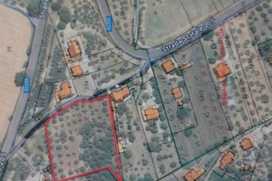 Uliveto fabbricabile