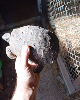 Tartaruga