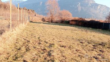 Terreno agricolo con rimessa attrezzi