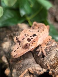 Geco Ciliatus