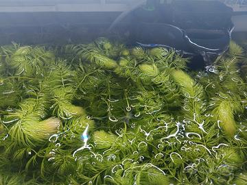 piante per acquario 