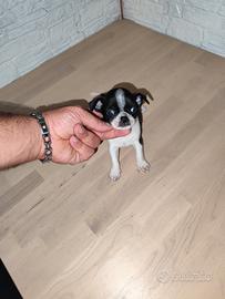 Chihuahua Toy mini