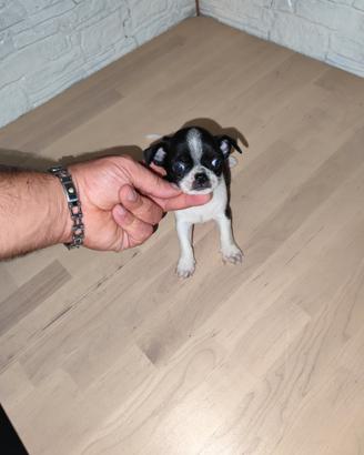 Chihuahua Toy mini
