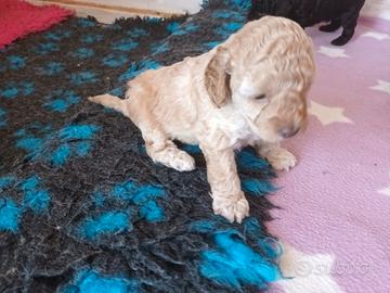 Cuccioli di barboncino
