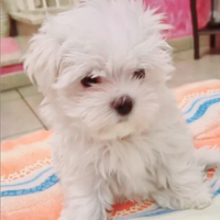 Cuccioli maltese